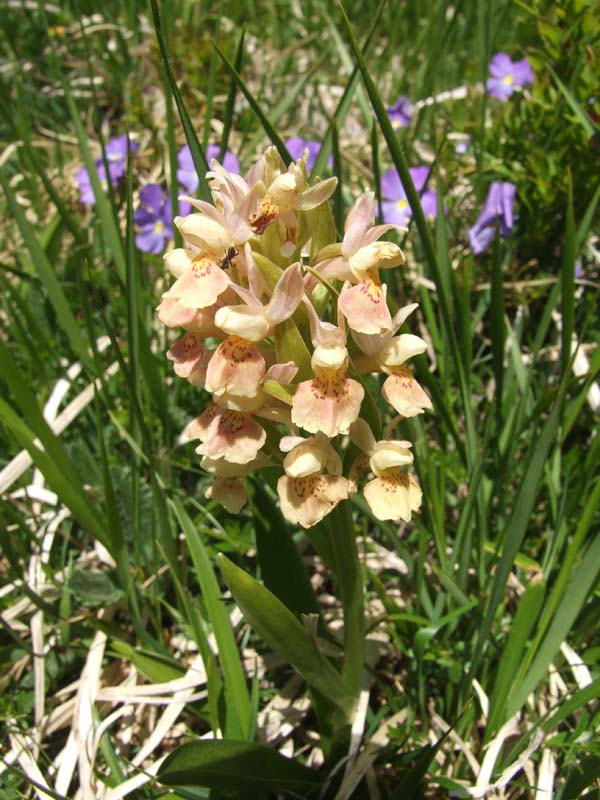 Dactylorhiza romana